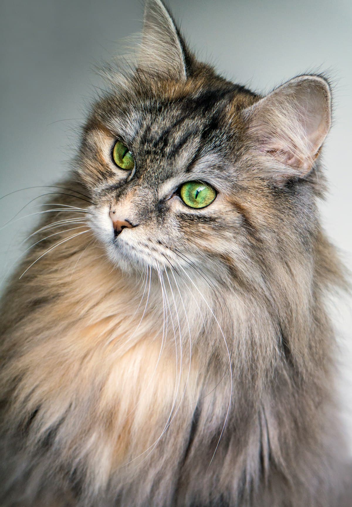 A Maine Coon cat