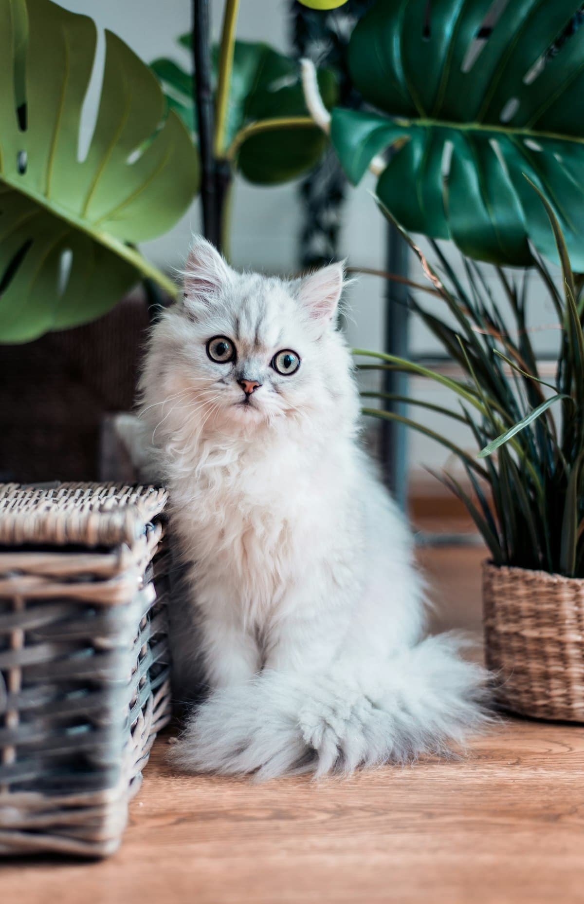 A Doll Face Persian cat