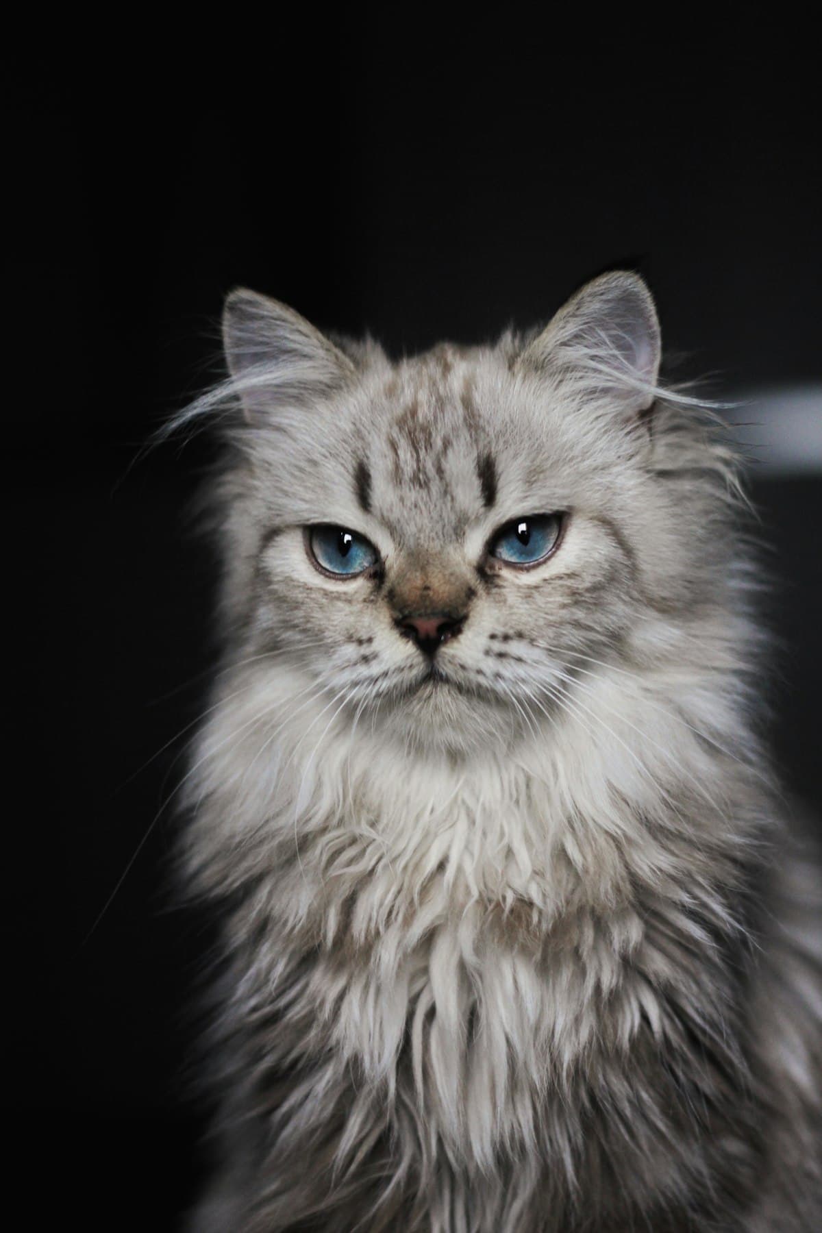 A Siberian cat