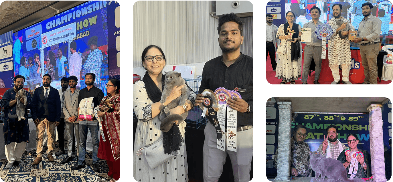 Khan Kittens at the Bengaluru cat show