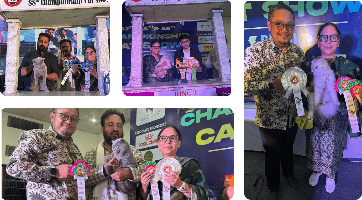 Khan Kittens at the Delhi national cat show