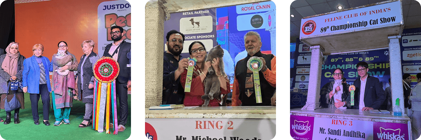 Khan Kittens at the Hyderabad cat show