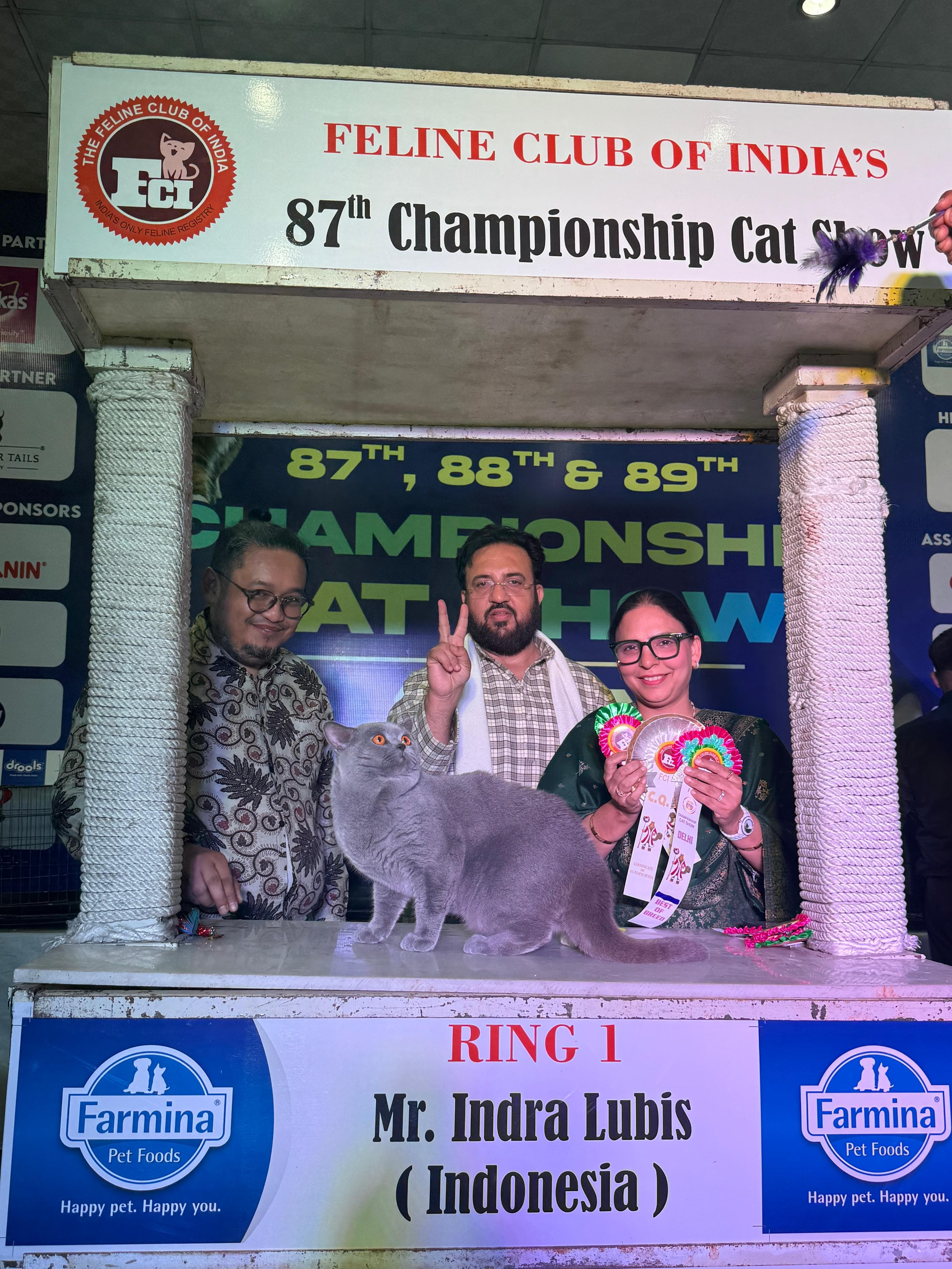 Khan Kittens show cat with award ribbon