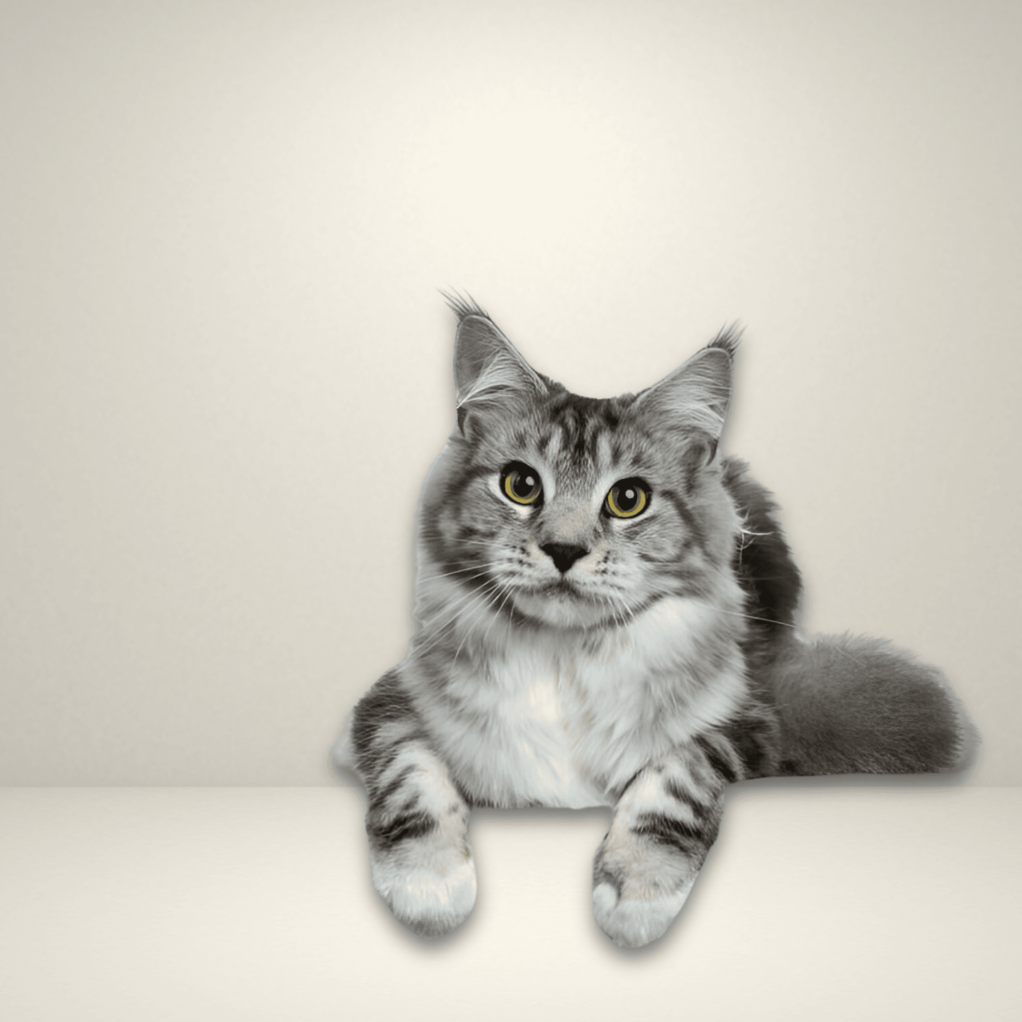 Maine Coon at Khan Kittens 2