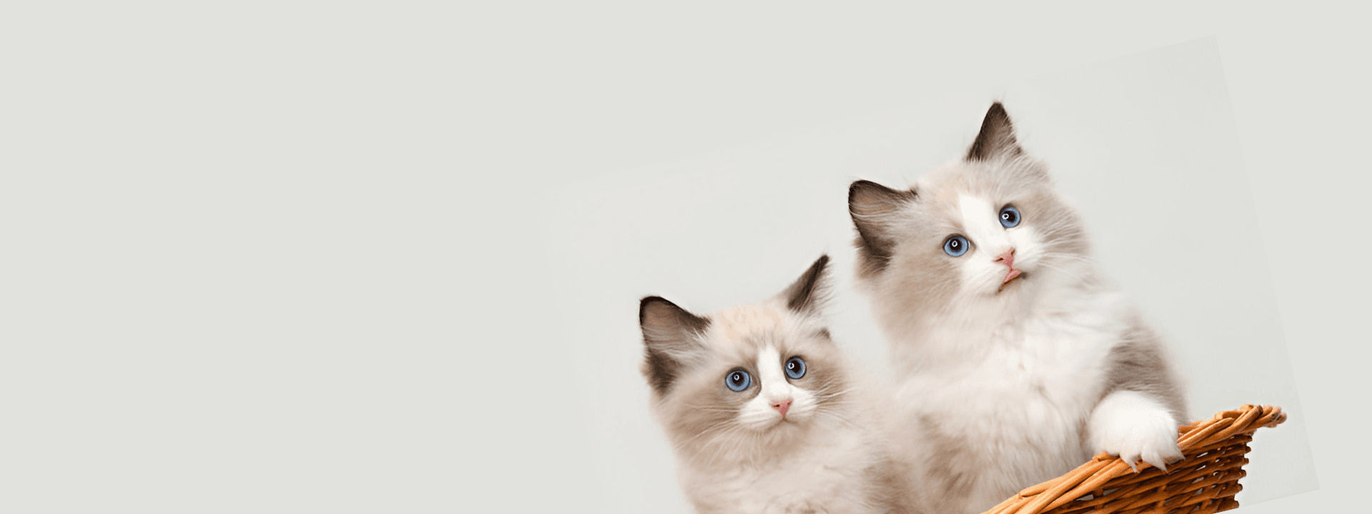 A Ragdoll kitten from Khan Kittens available for delivery in Delhi NCR