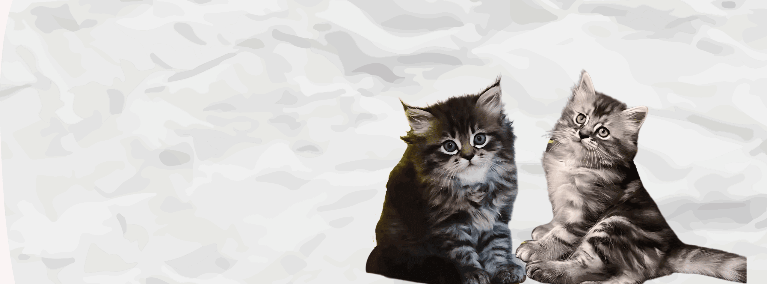 Siberian at Khan Kittens 3