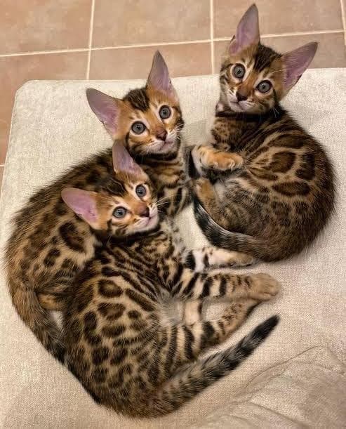 Bengal kittens at Khan Kittens