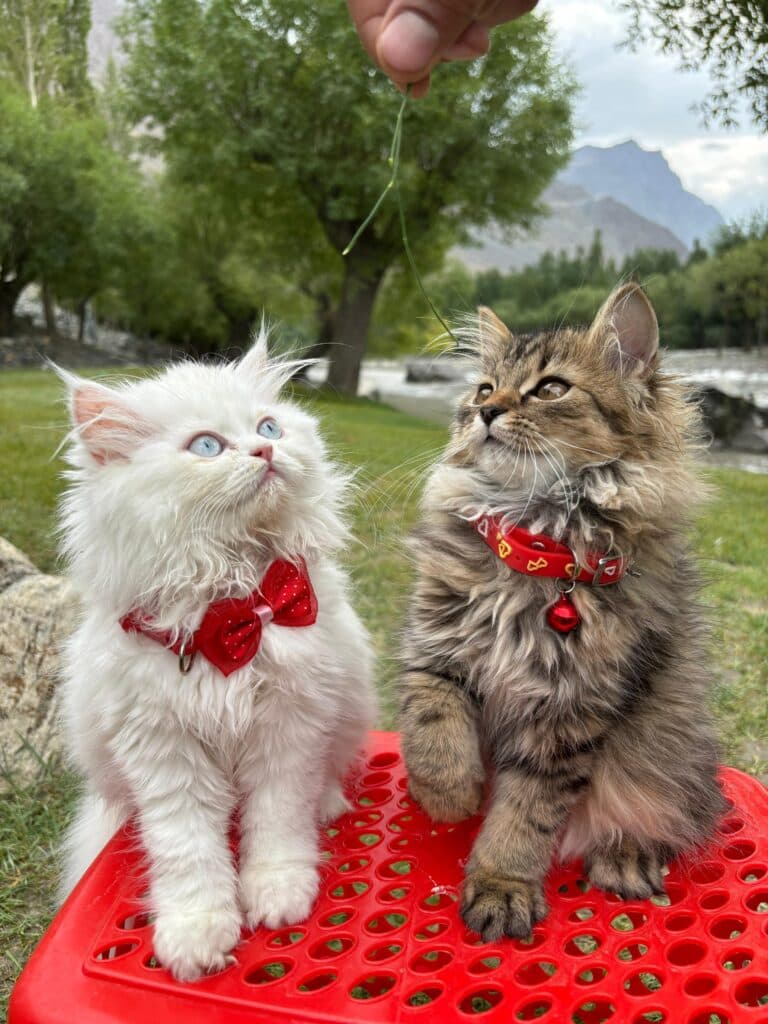 Blue eyes persian siberian at Khan Kittens