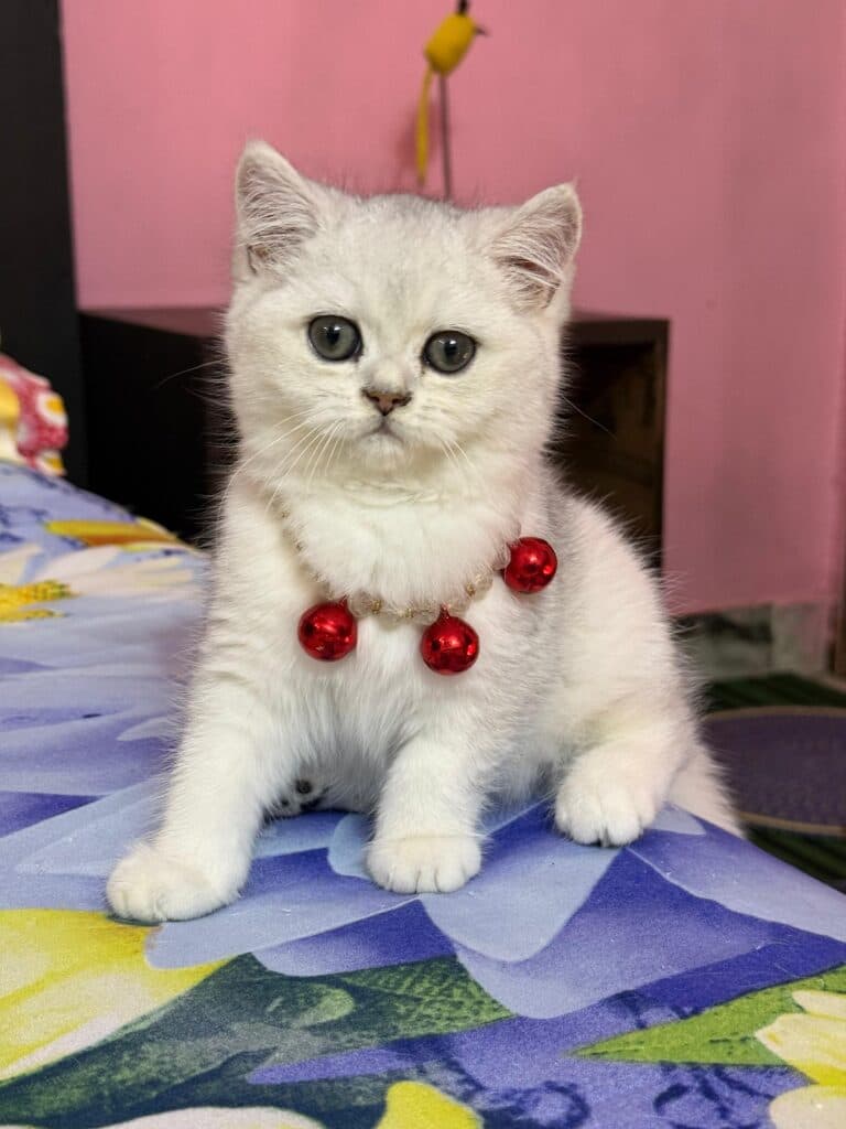 British shorthair cat at Khan Kittens