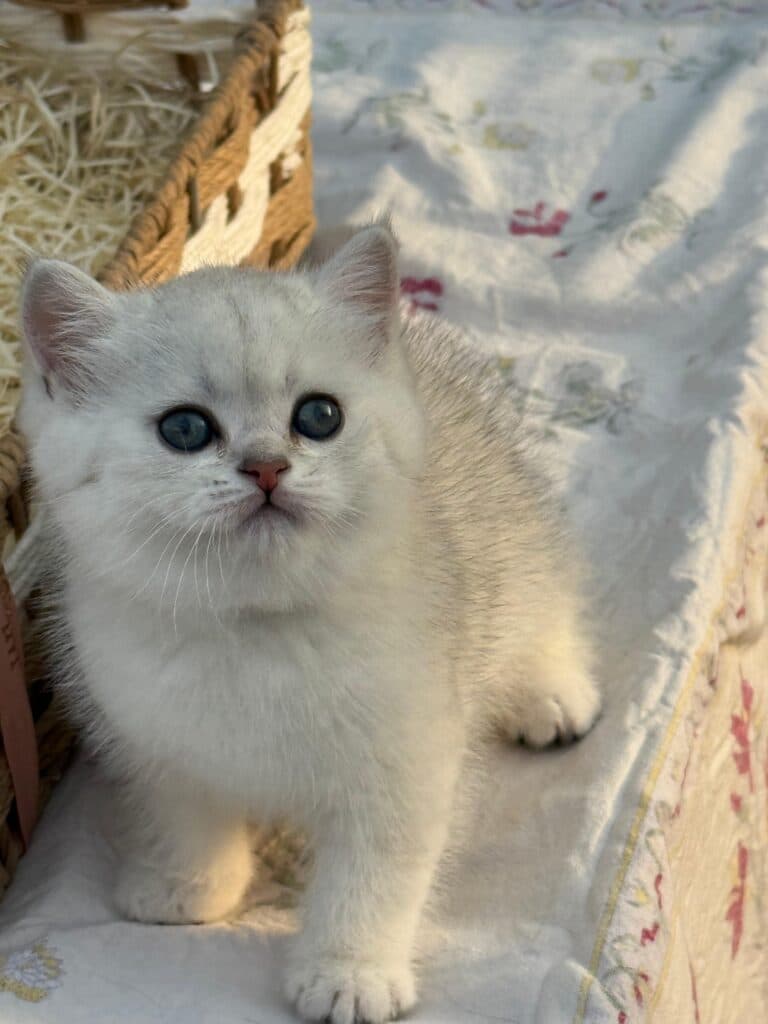 British shorthair kitten at Khan Kittens
