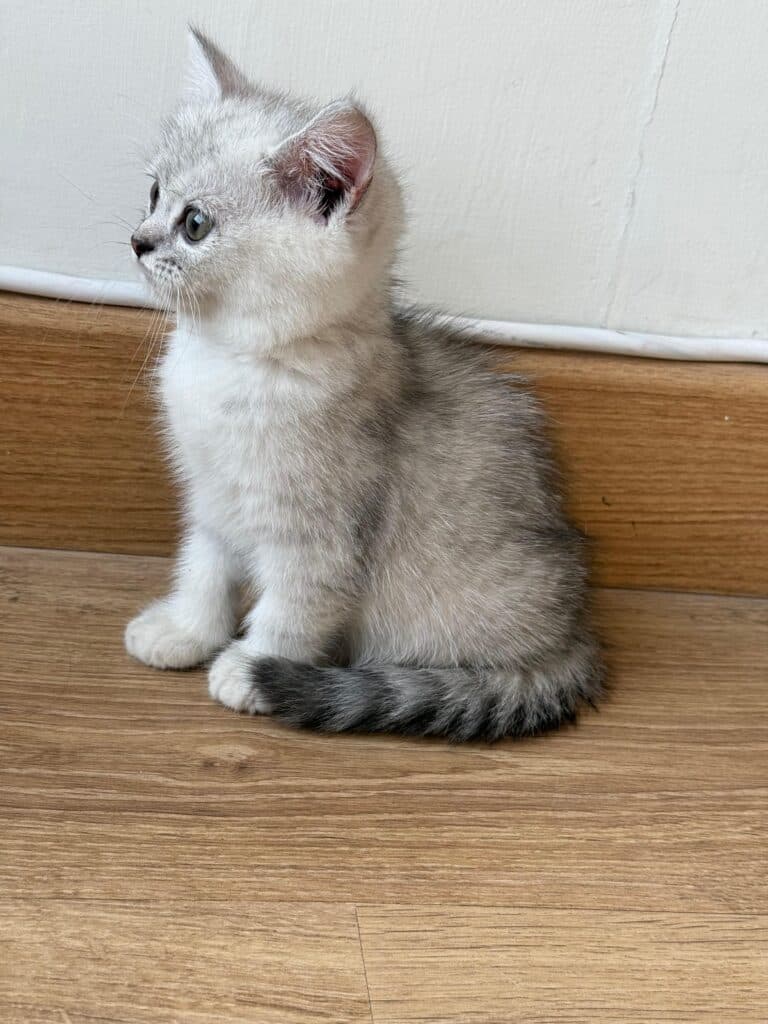 British shorthair portrait at Khan Kittens