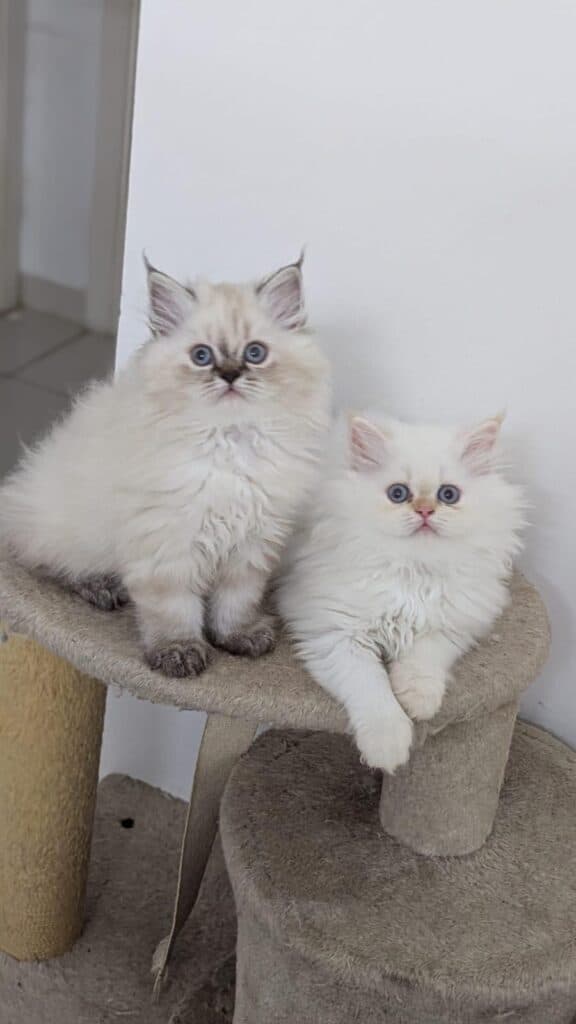 Himalayan kittens at Khan Kittens
