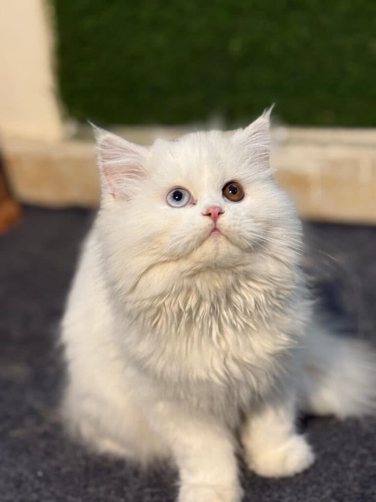 Doll Face Persian at Khan Kittens 3