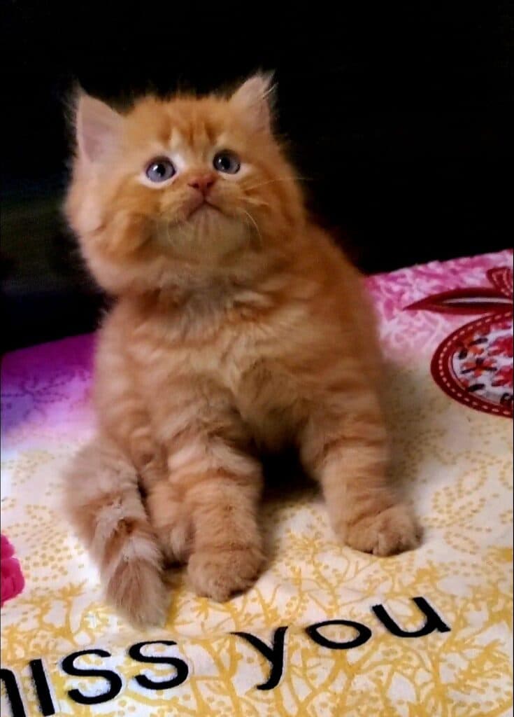 Doll Face Persian at Khan Kittens 2