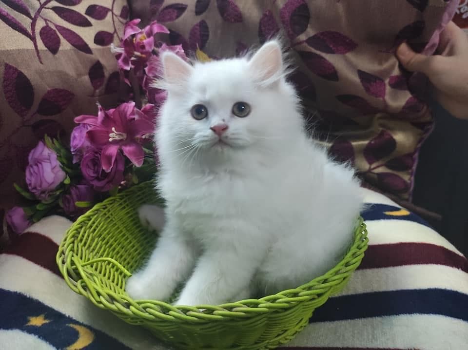 Persian kitten at Khan Kittens