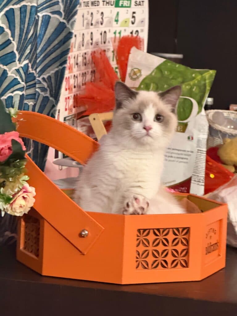Ragdoll kitten at Khan Kittens
