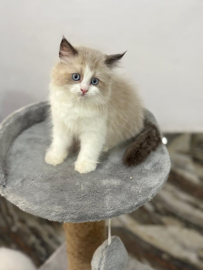Ragdoll kitten at Khan Kittens