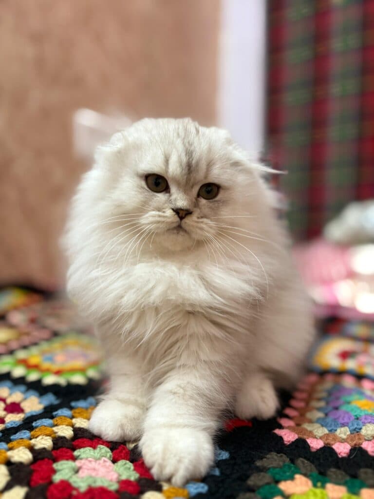 Scottish fold kitten at Khan Kittens