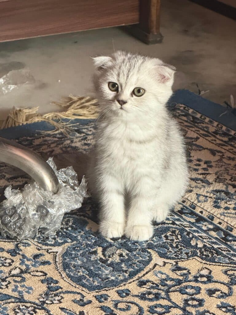Scottish Fold at Khan Kittens 3