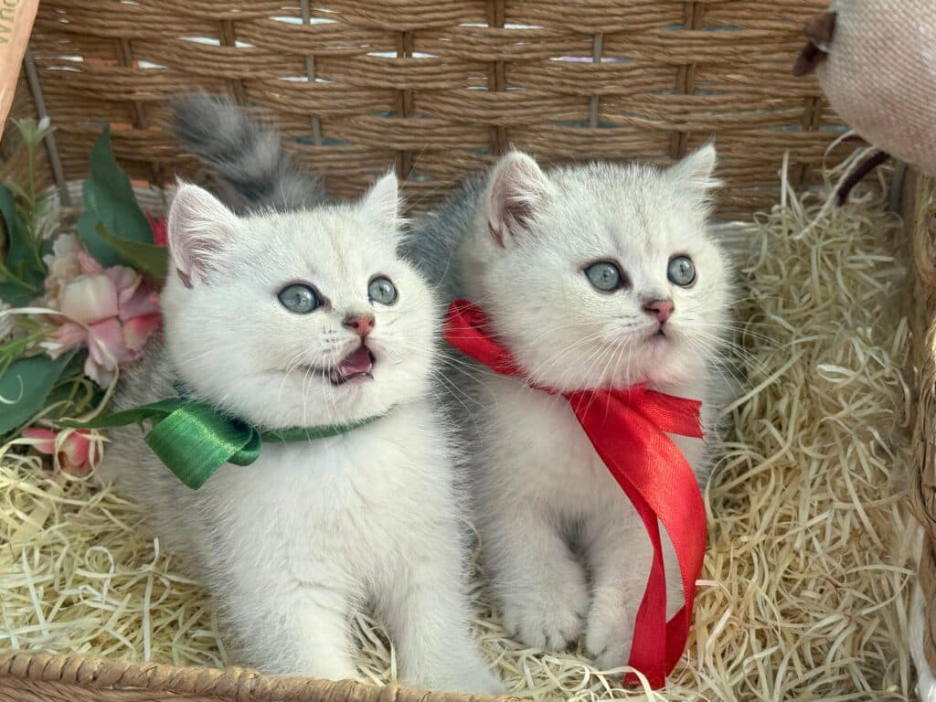 Show at Khan Kittens