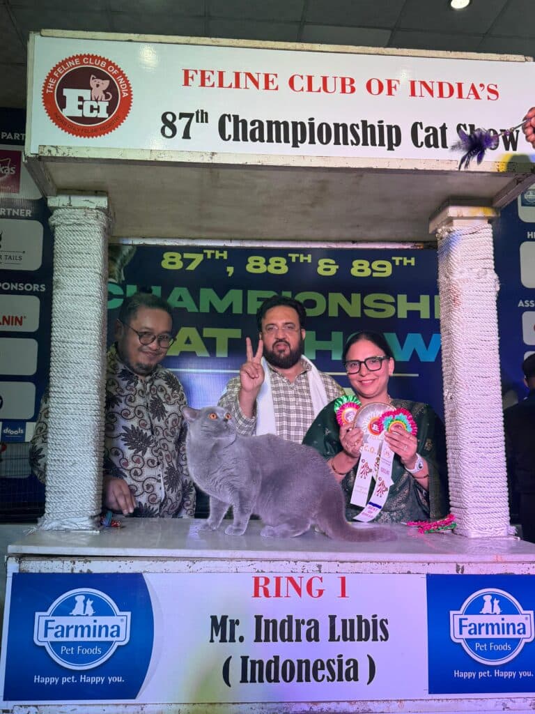 Show at Khan Kittens