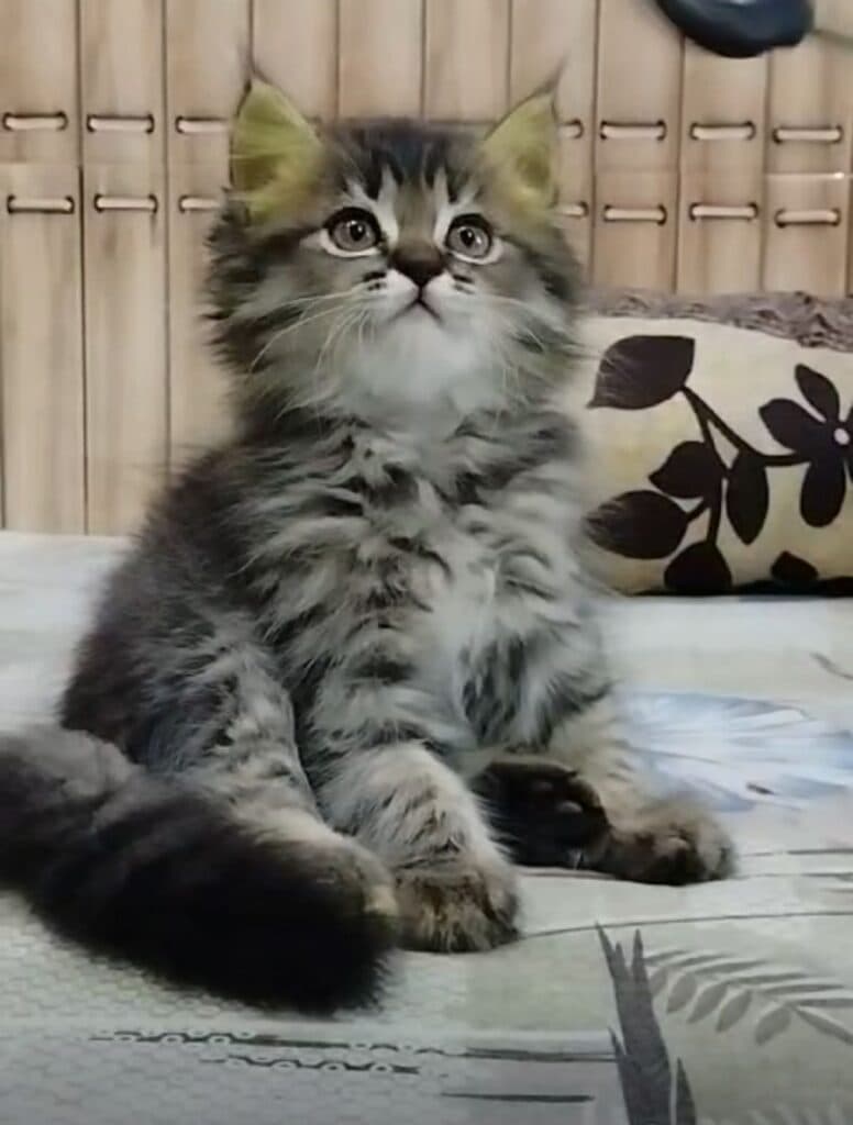 Siberian at Khan Kittens 2