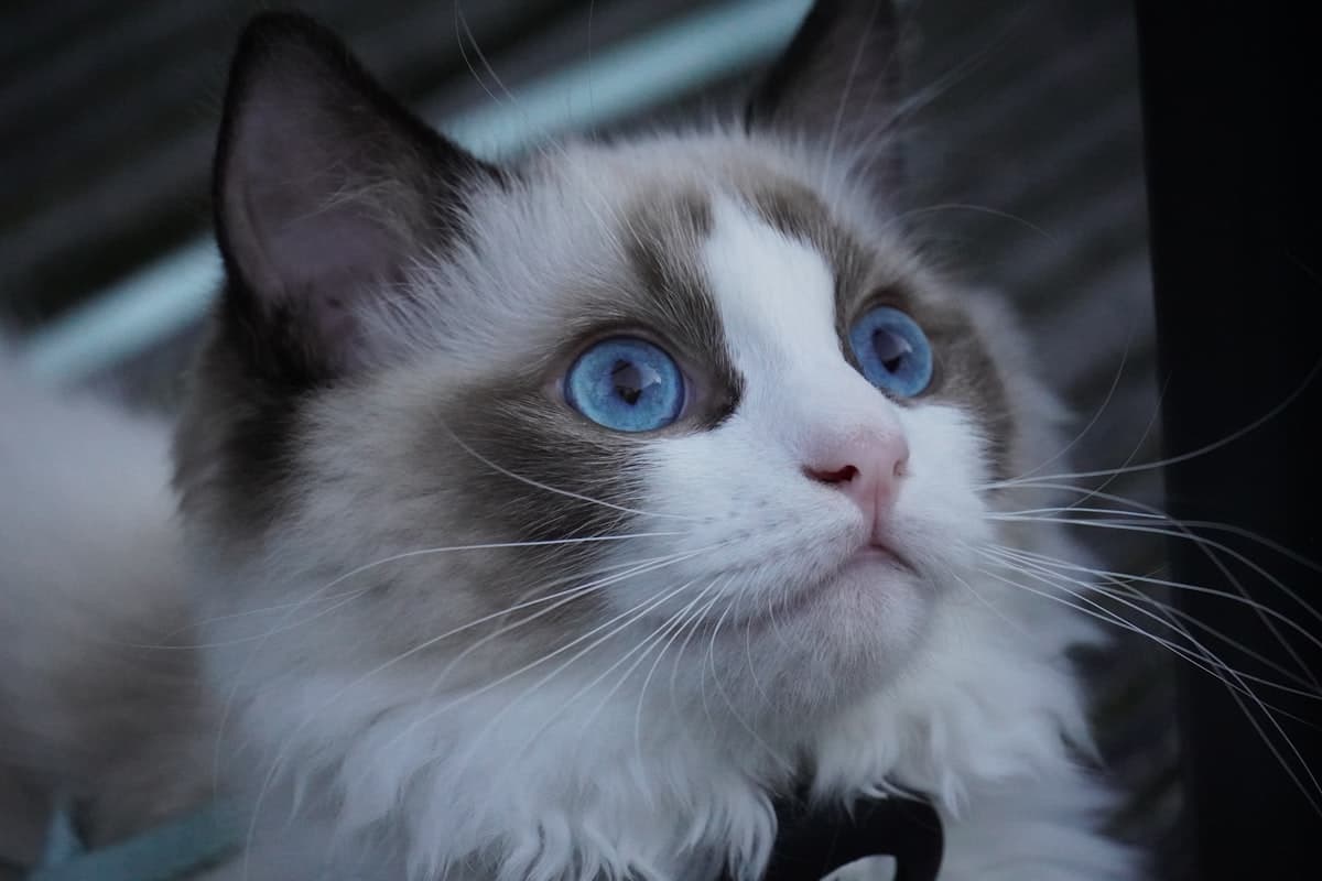 A Ragdoll cat