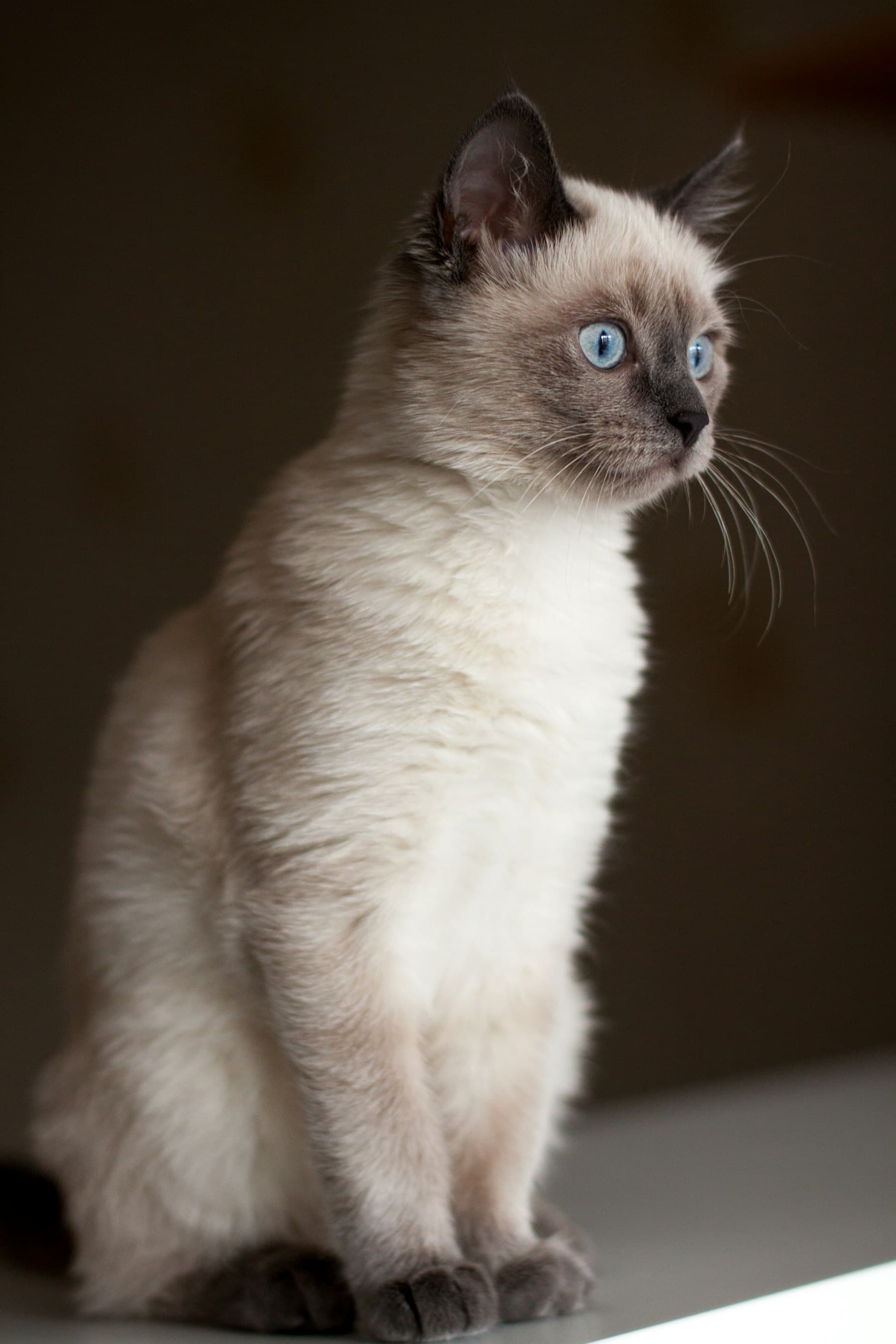 A Siamese cat