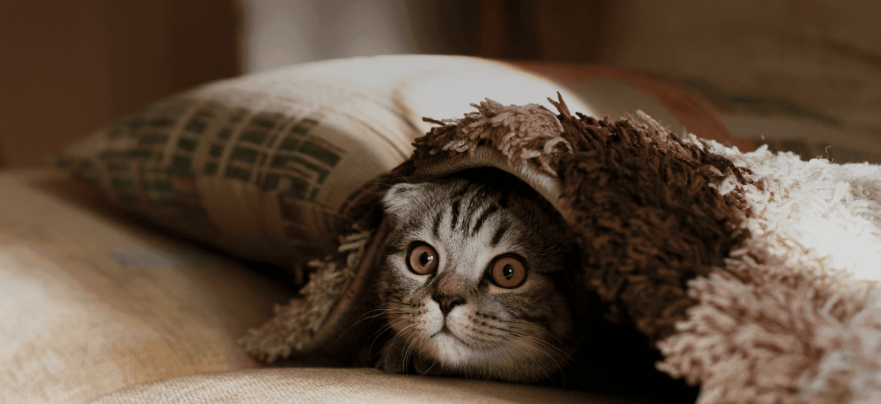 A Scottish Fold kitten peeking out from a cosy blanket