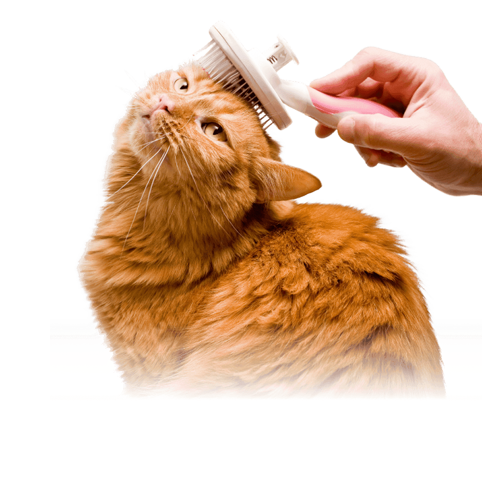 A ginger cat being gently groomed at Khan Kittens