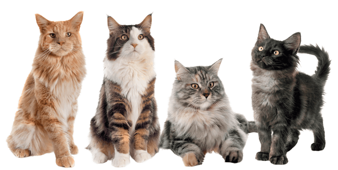 Bengal Cats and Maine Coons