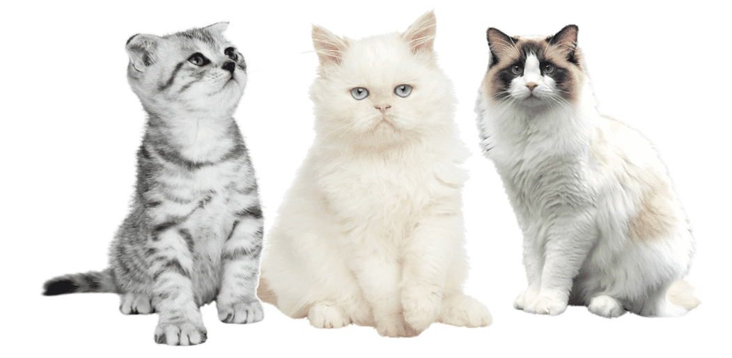 Ragdolls, Persian and British Shorthairs