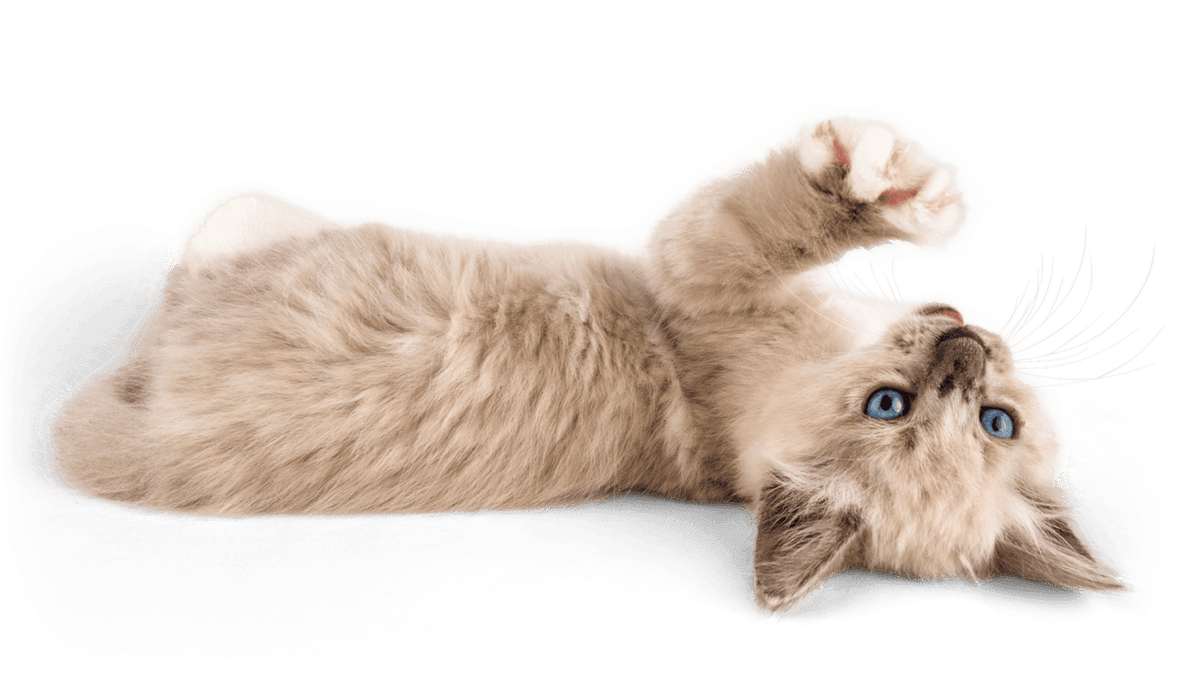 A relaxed blue-eyed kitten lying on its back