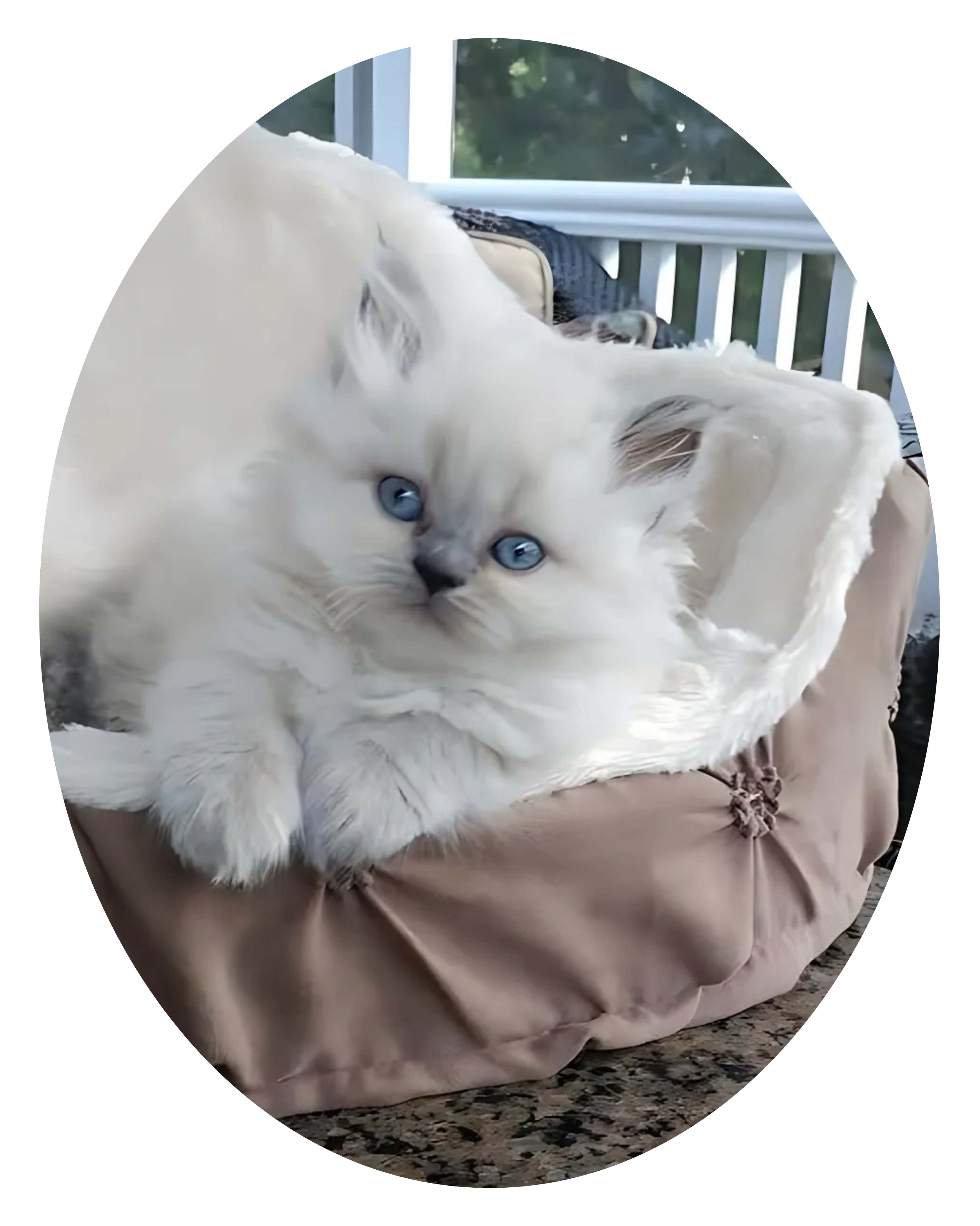 A Himalayan cat
