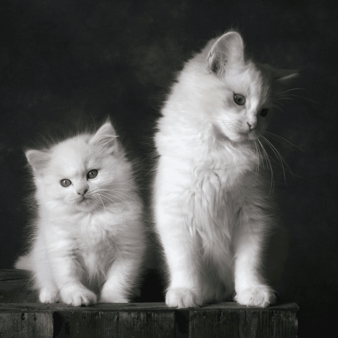 Doll-face Persian kitten