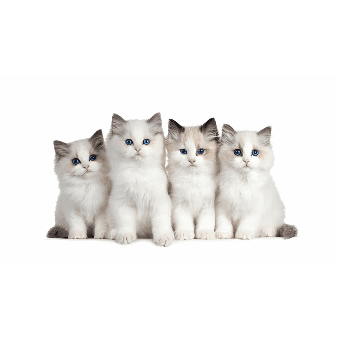 Ragdoll kittens