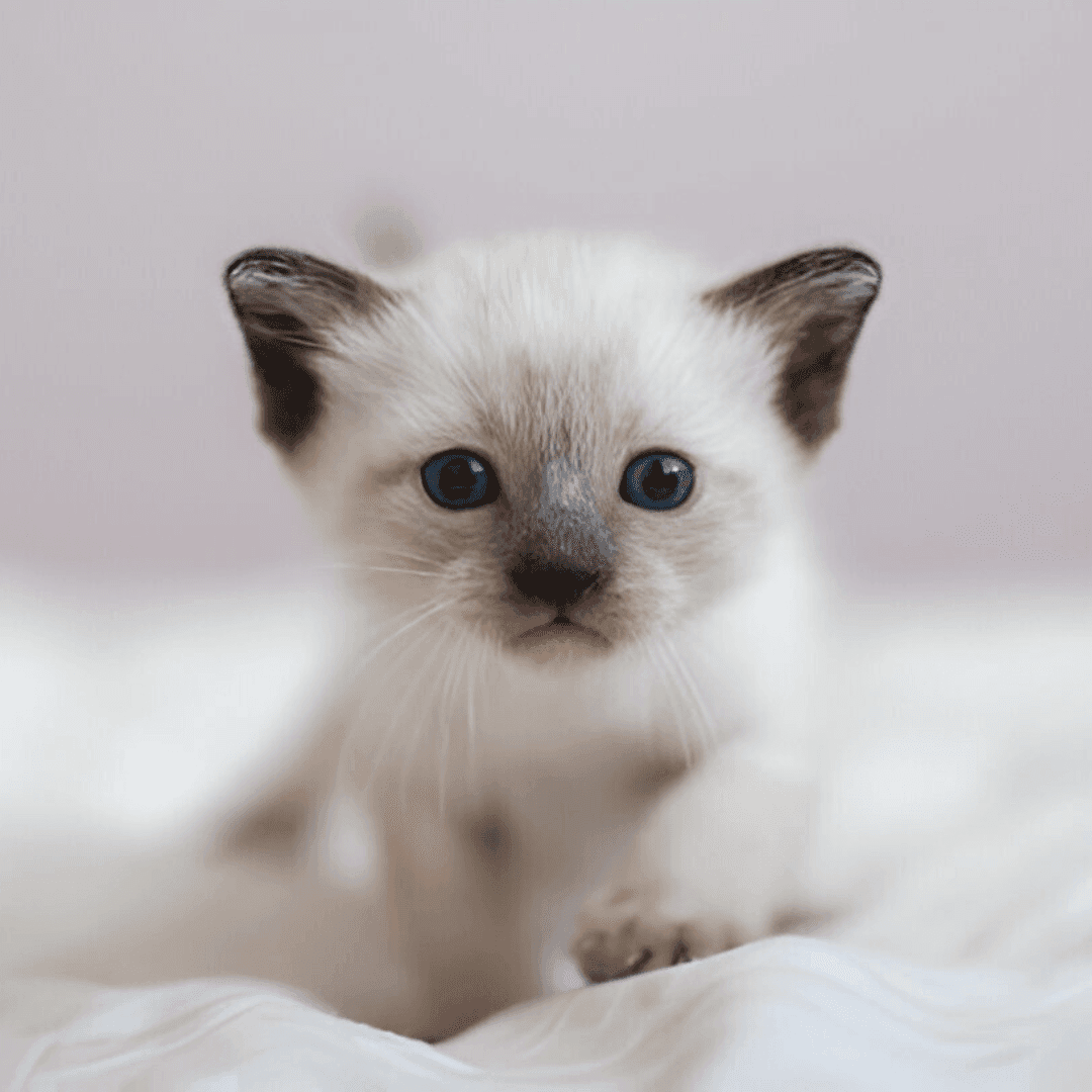 Siamese