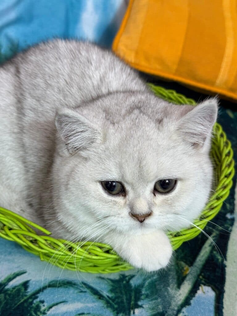 British Shorthair at Khan Kittens 3