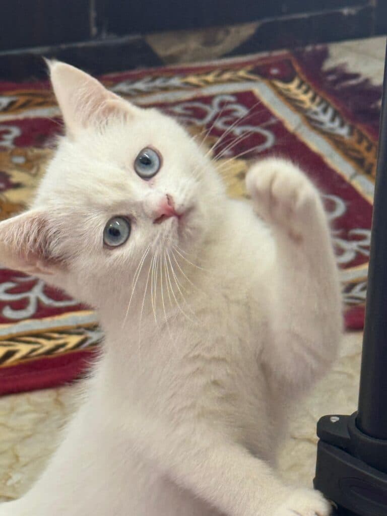 British Shorthair at Khan Kittens 1