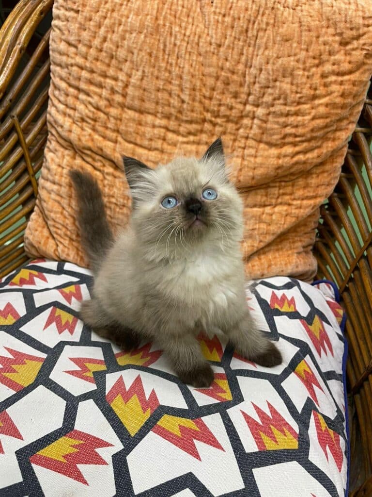 Himalayan at Khan Kittens 1