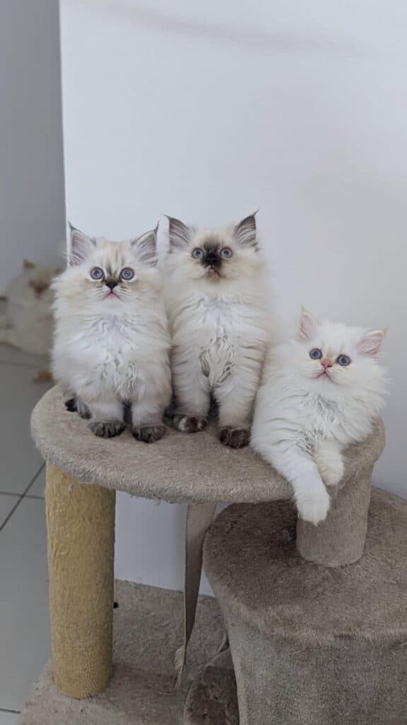 Himalayan at Khan Kittens 2
