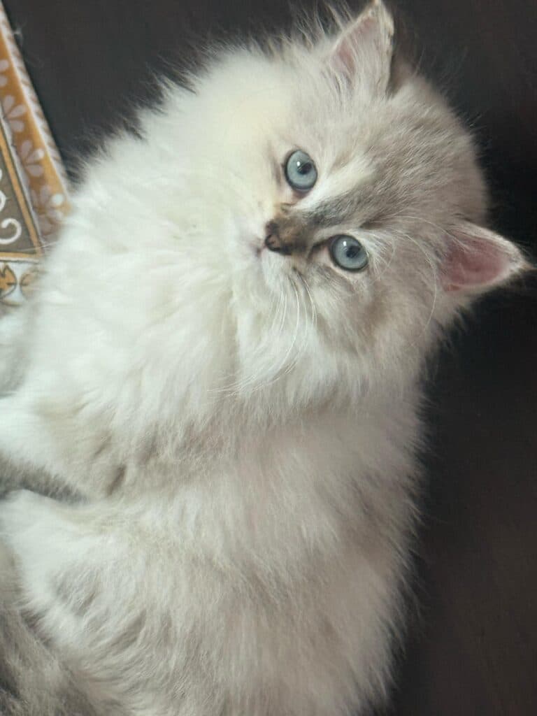 Ragdoll at Khan Kittens 3