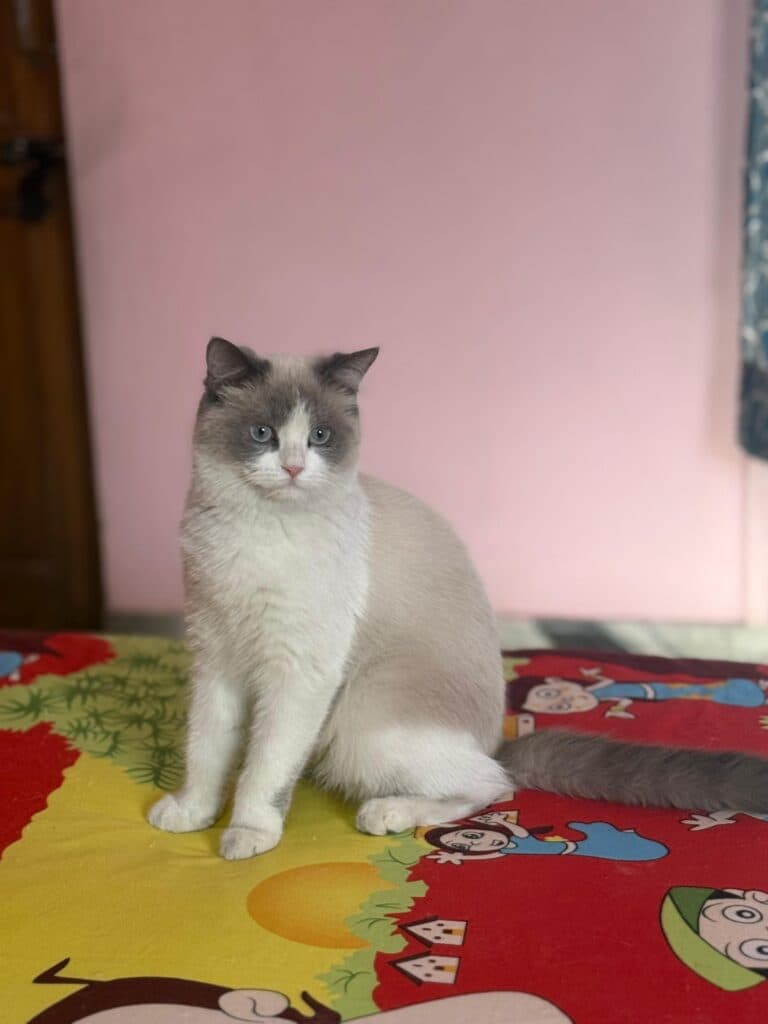 Ragdoll at Khan Kittens 2