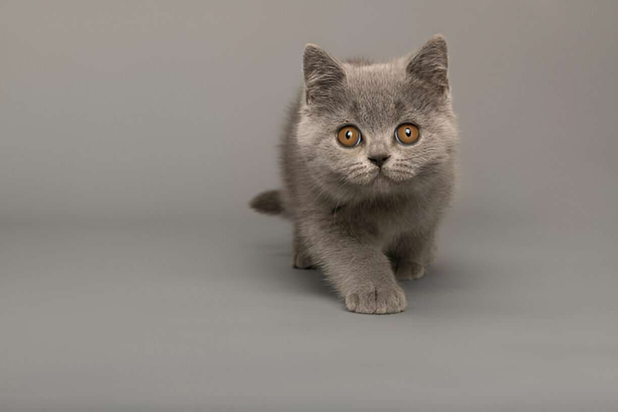 A grey British Shorthair kitten with amber eyes