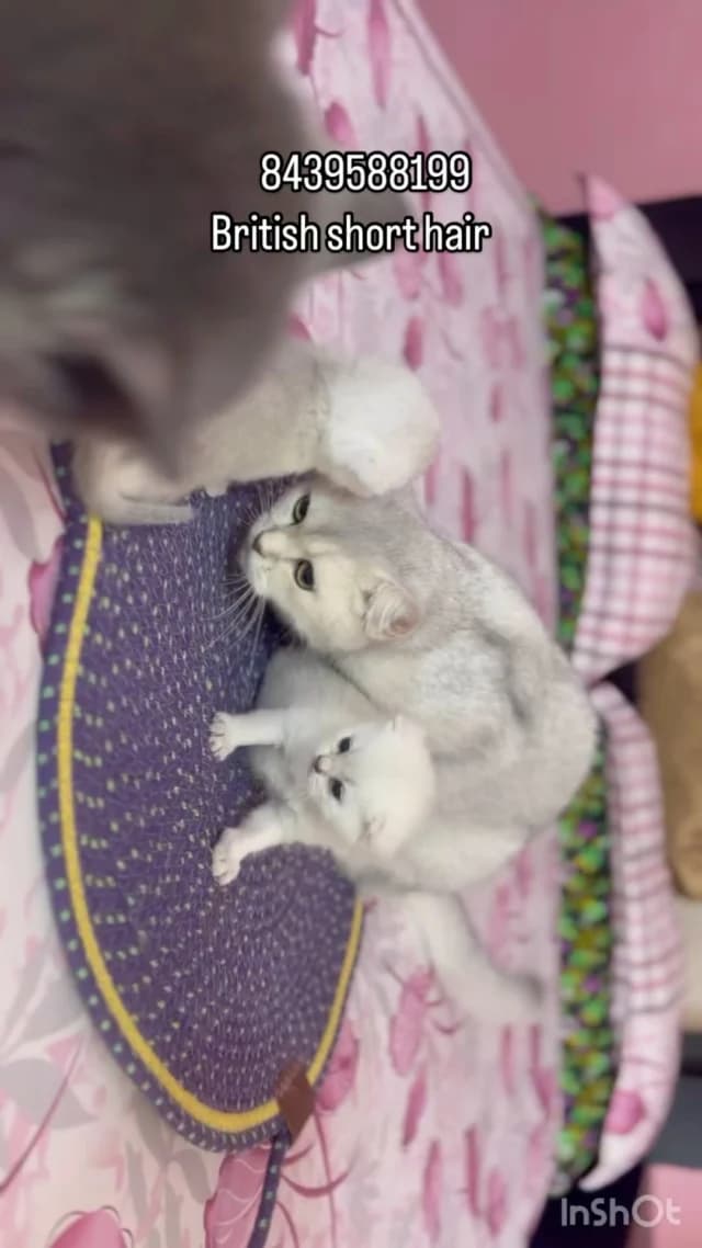 Khan Kittens Instagram post