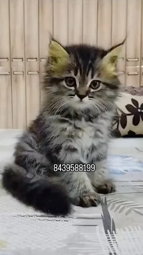 Khan Kittens Instagram post
