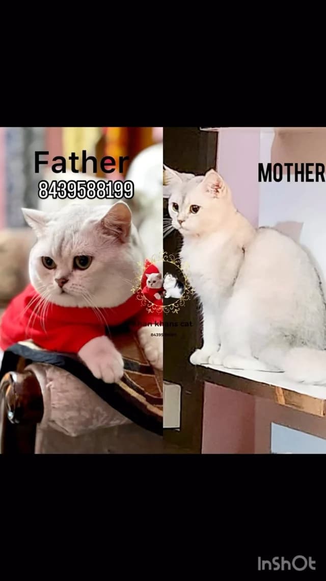 Khan Kittens Instagram post