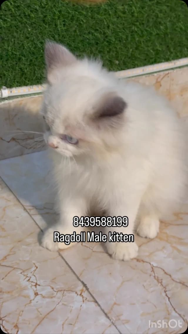 Khan Kittens Instagram post
