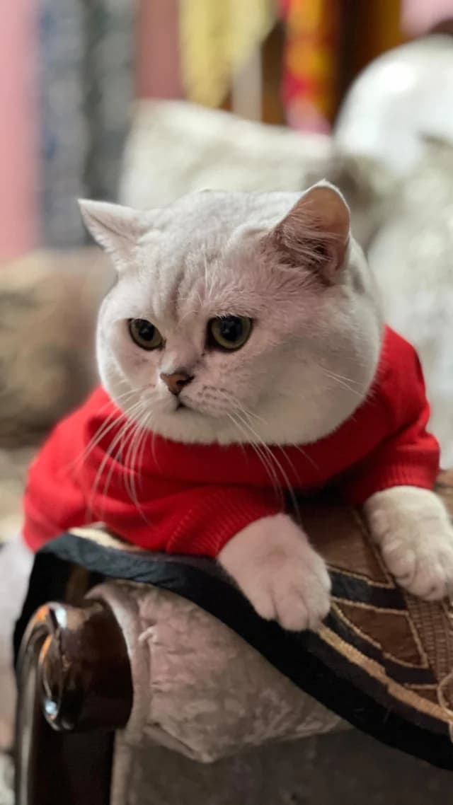 Khan Kittens Instagram post