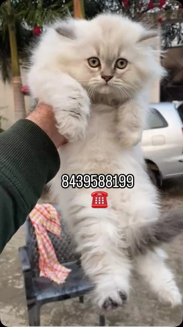 Khan Kittens Instagram post